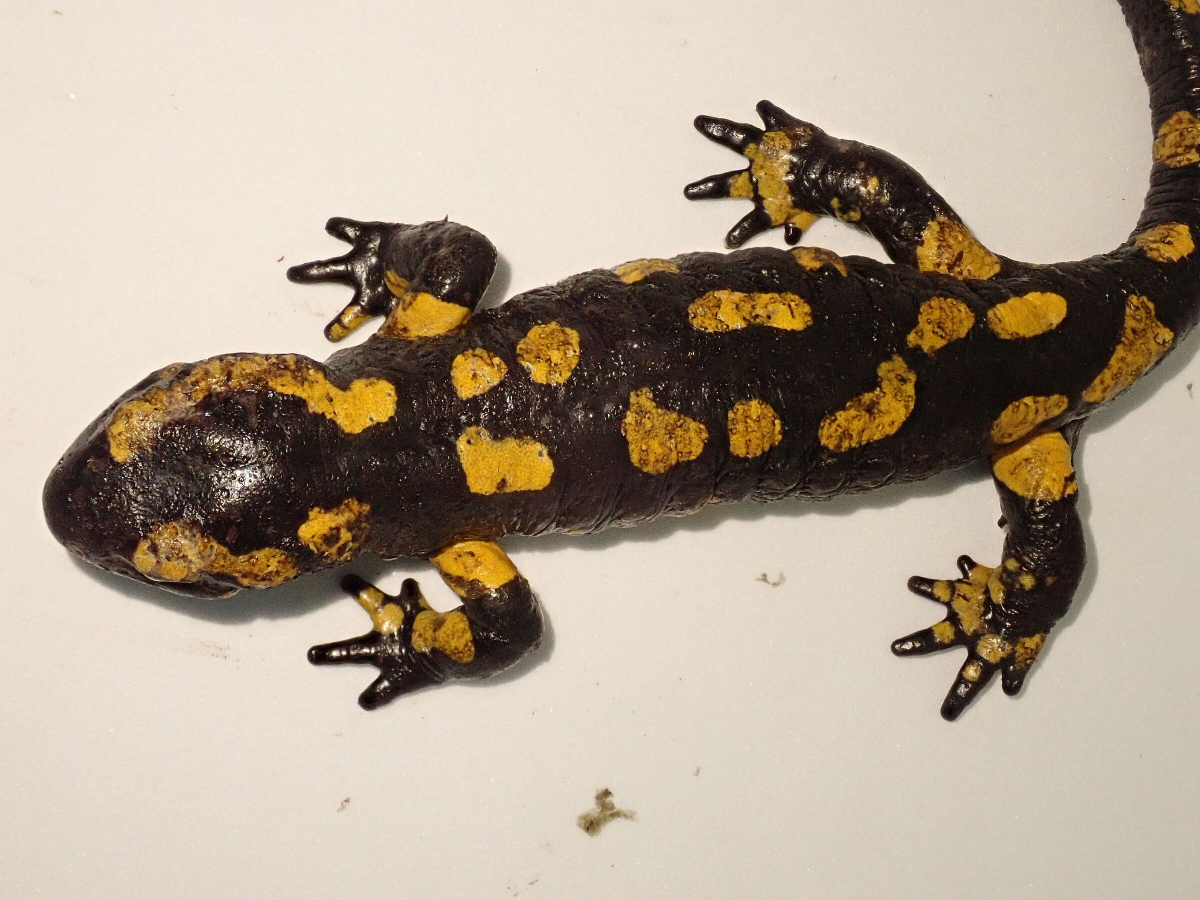 Feuersalamander - BUND Naturschutz In Bayern E.V.