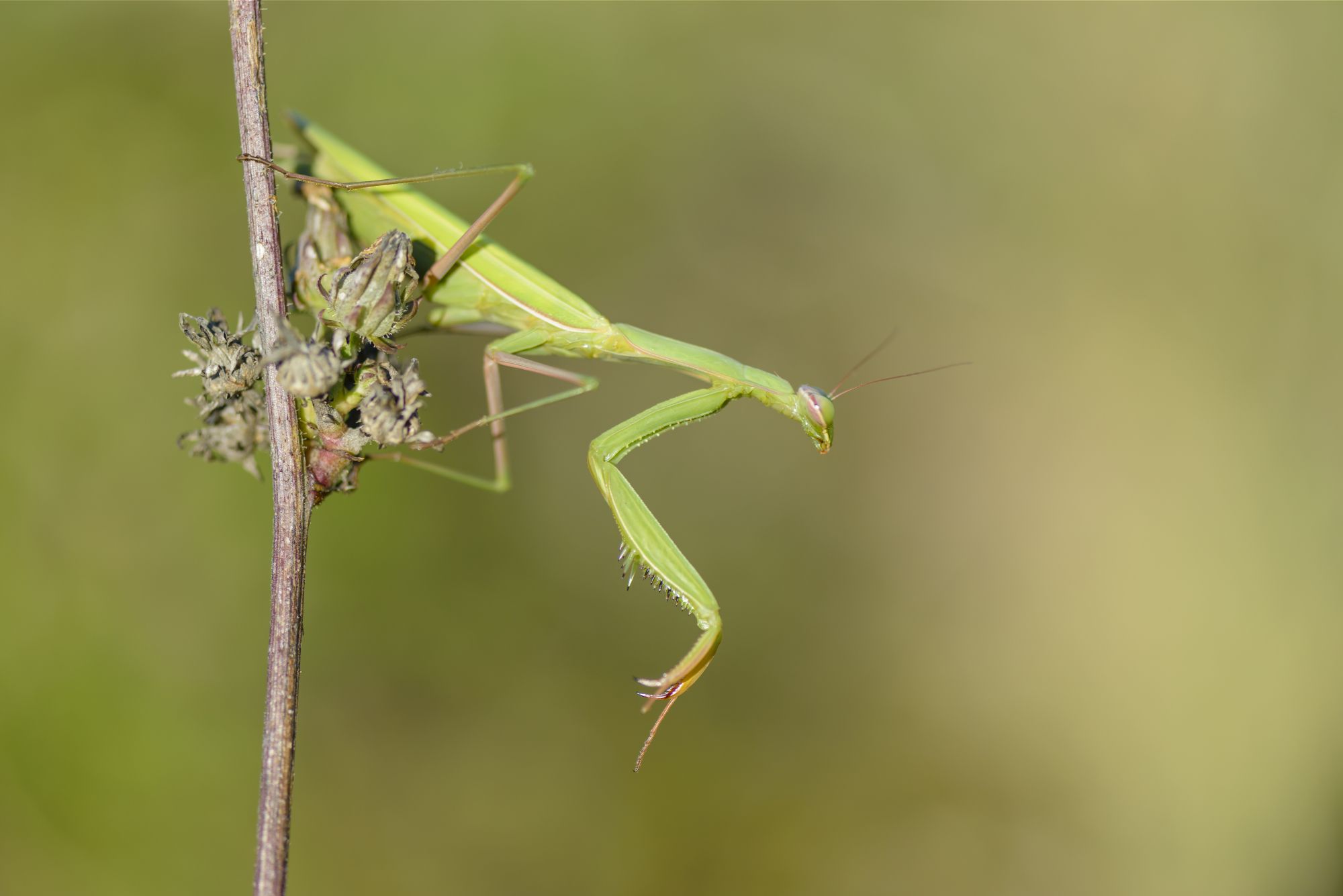 Gottesanbeterin, Mantis religiosa, European Praying Mantis